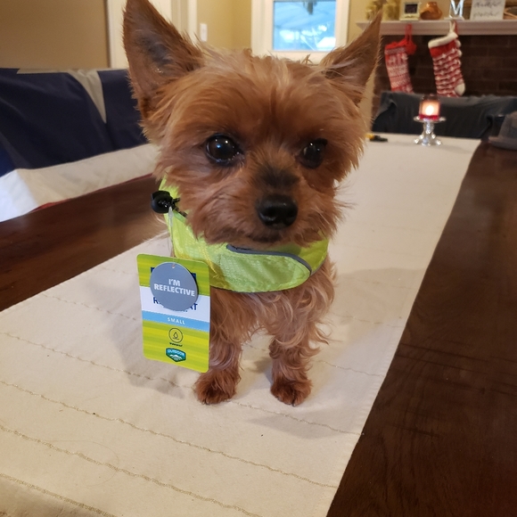 Reflective Dog Hooded Rain Jacket S - Picture 11 of 16